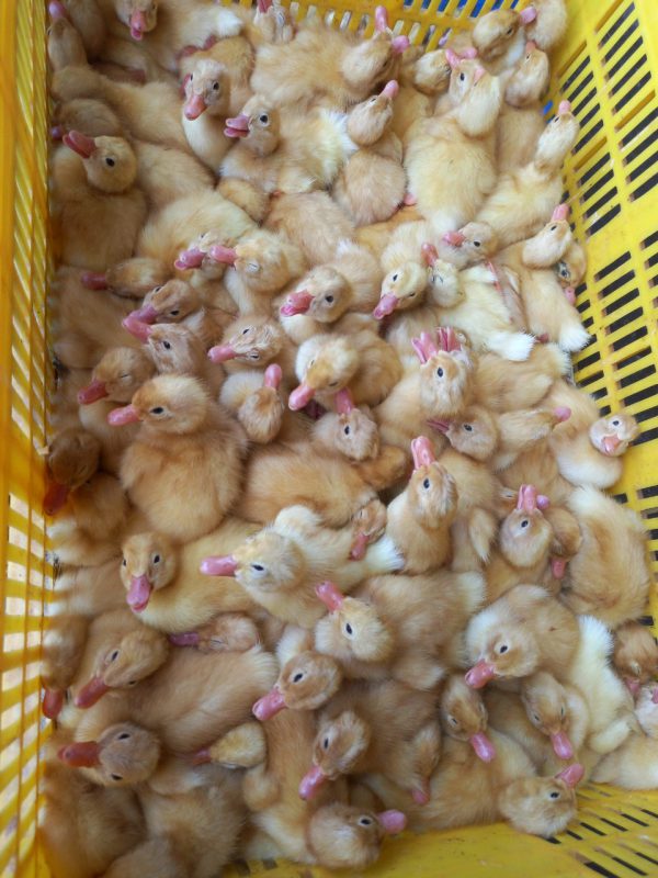 Công Ty TNHH Giống Gia Cầm Việt & Pháp