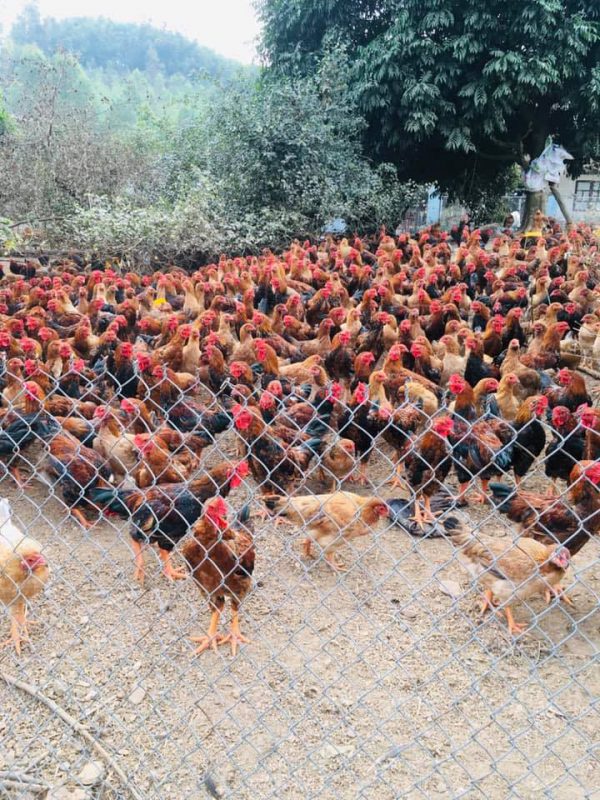 Công Ty TNHH Giống Gia Cầm Việt & Pháp