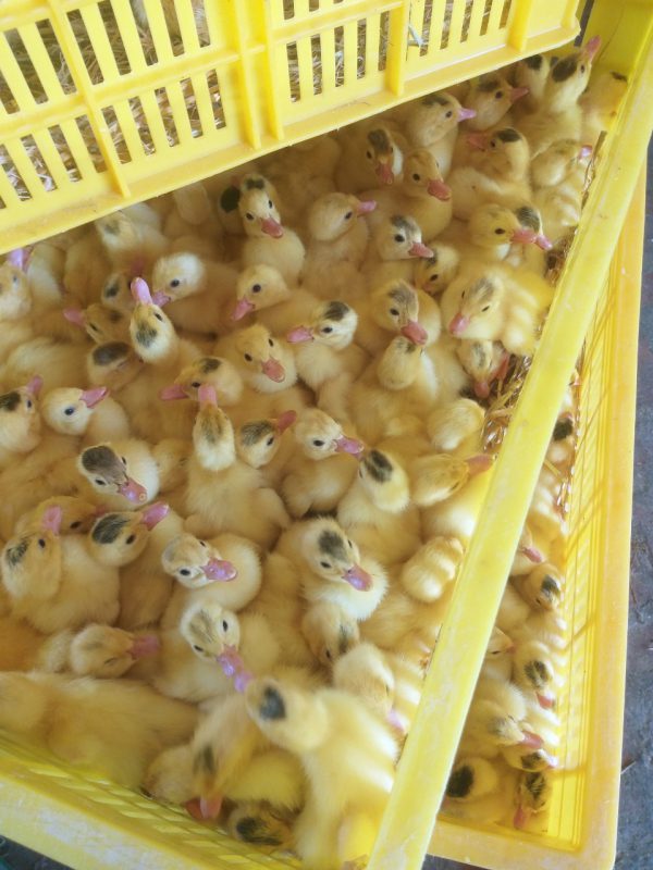 Công Ty TNHH Giống Gia Cầm Việt & Pháp