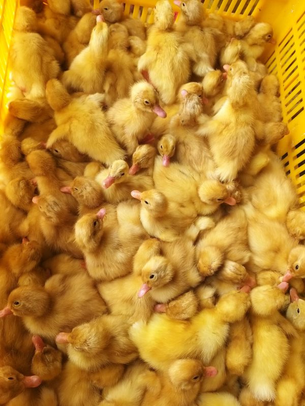 Công Ty TNHH Giống Gia Cầm Việt & Pháp