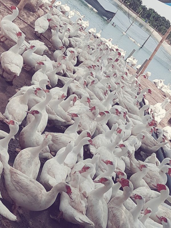 Công Ty TNHH Giống Gia Cầm Việt & Pháp