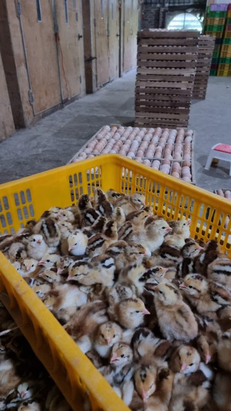 Công Ty TNHH Giống Gia Cầm Việt & Pháp