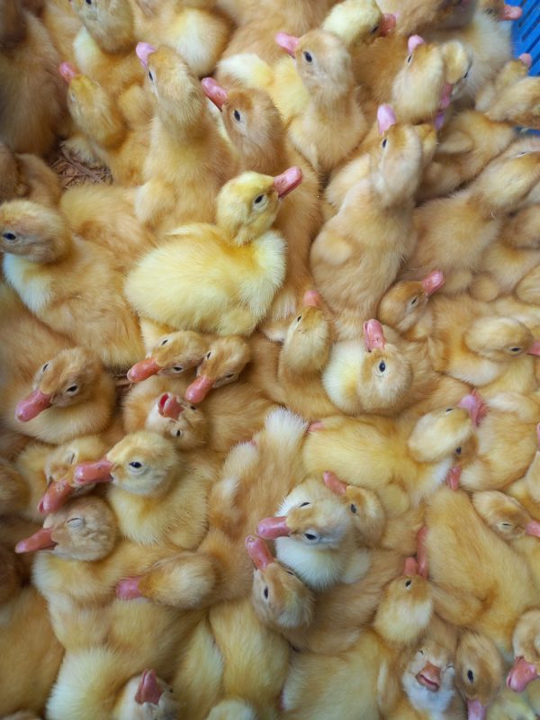 Công Ty TNHH Giống Gia Cầm Việt & Pháp