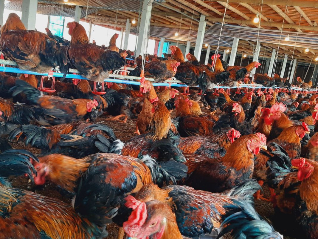 Công Ty TNHH Giống Gia Cầm Việt & Pháp