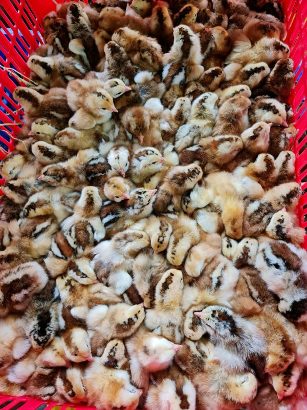 Công Ty TNHH Giống Gia Cầm Việt & Pháp