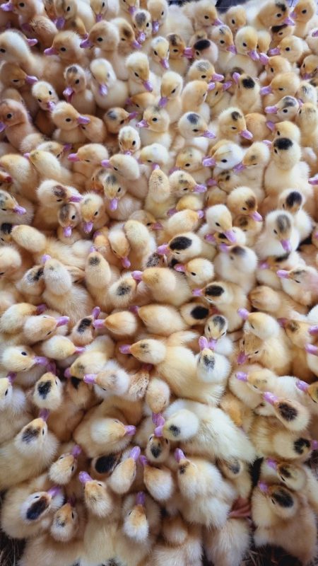 Công Ty TNHH Giống Gia Cầm Việt & Pháp