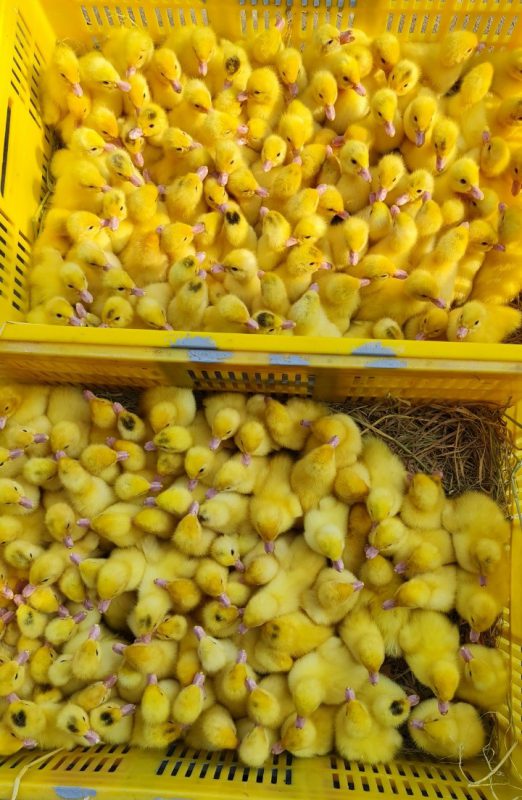 Công Ty TNHH Giống Gia Cầm Việt & Pháp